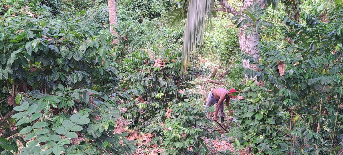 A worker clears an area on the farm operated by Dian Ellis.