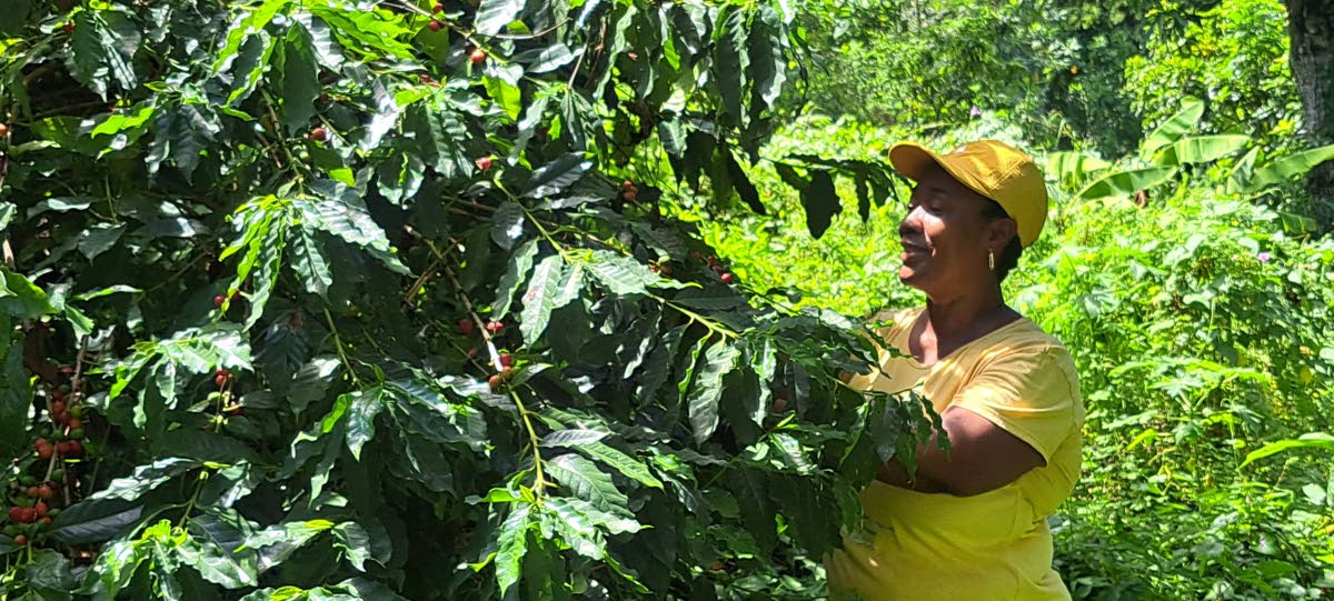 Portland coffee farmer Dian Ellis examines a tree ready for harvesting. 