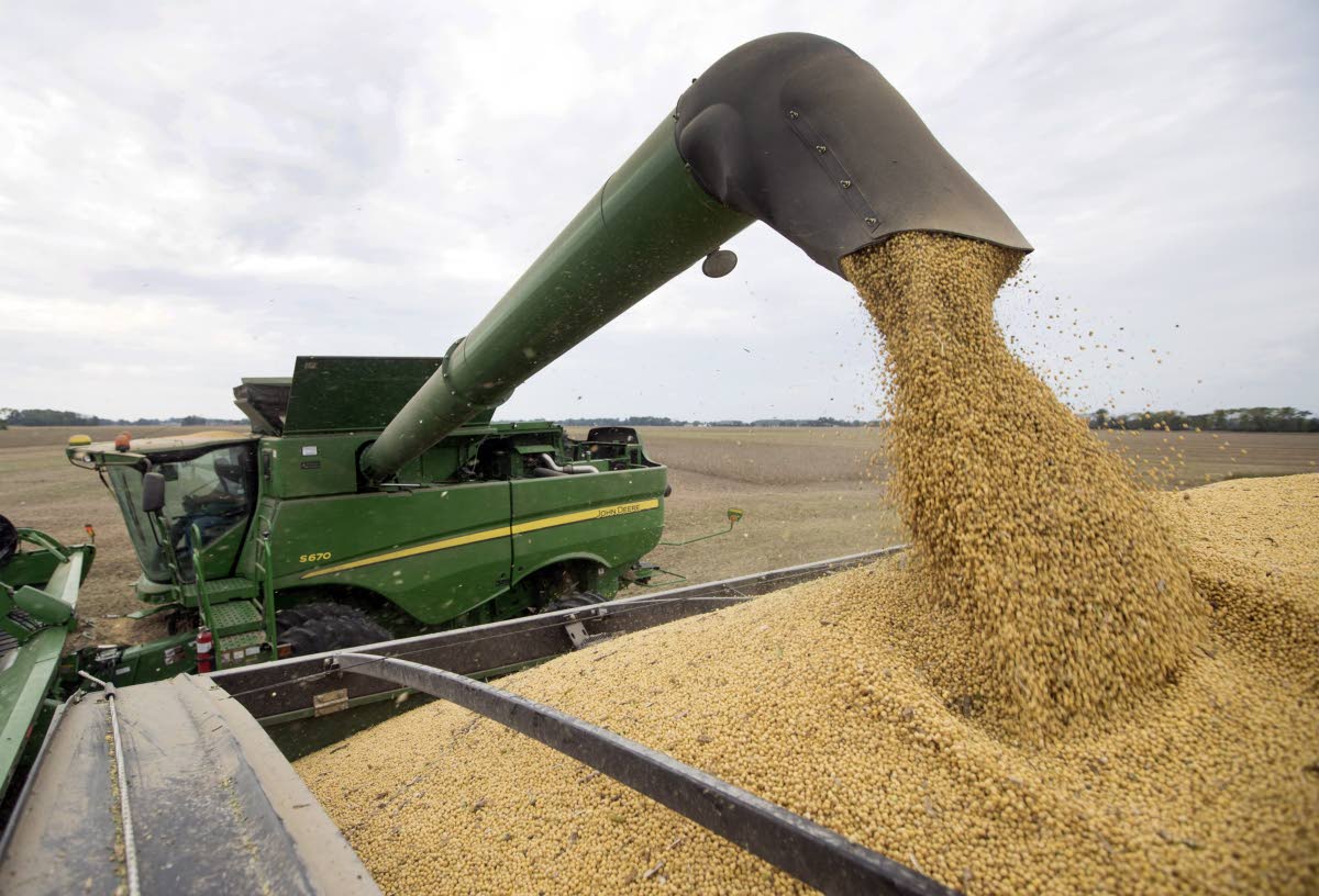 In this September 21, 2018 photo, soybeans are offloaded from a combine in Brownsburg, Indiana.