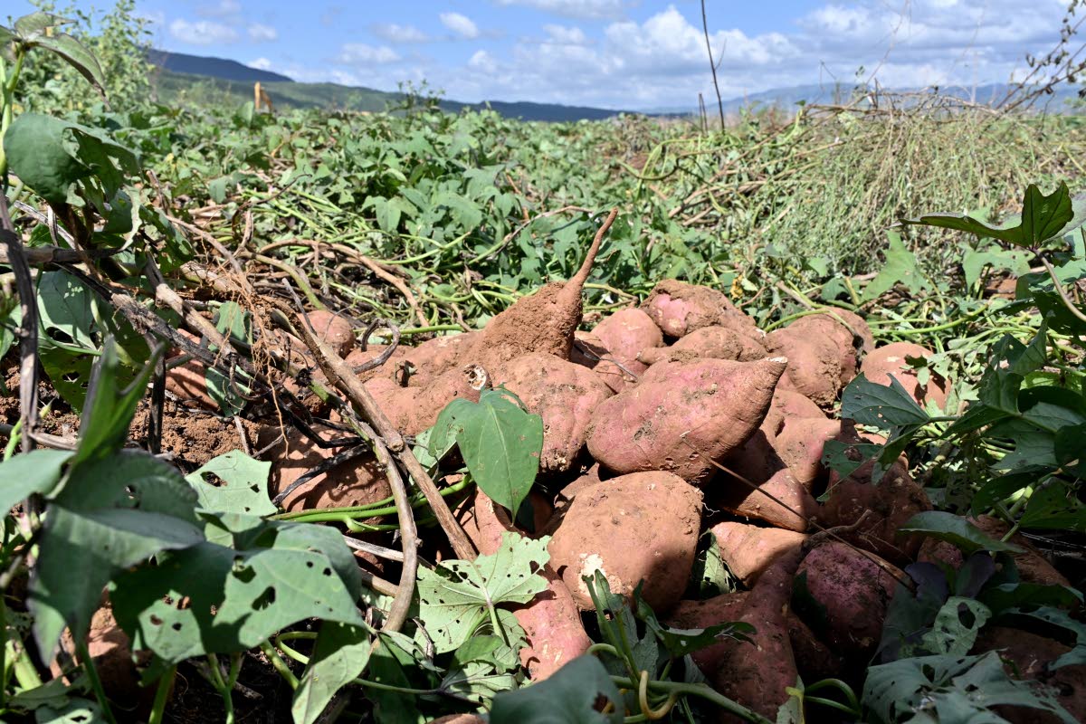 Experts say that between a fifth and a quarter of food imports could be substituted with domestic production.