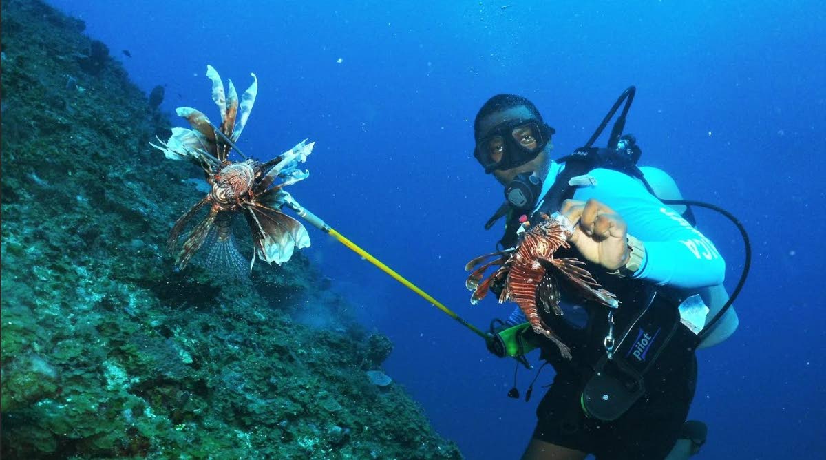 Spearfishing lionfish in the Caribbean. 