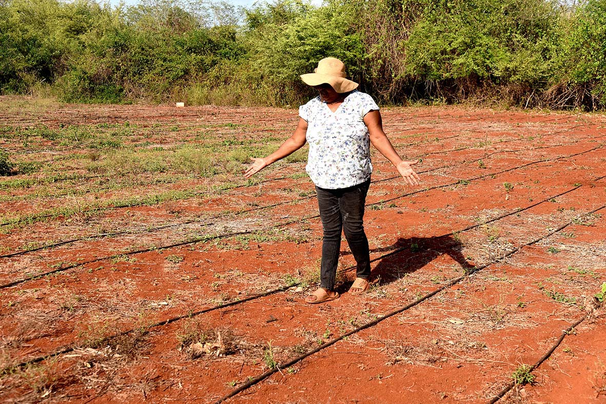 Suzy Levy, co-owner of Levy's Farm in St Catherine, speaks about the impact of the drought on her operation. 