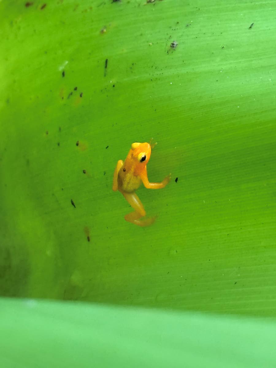 The golden rocket frog, a fingernail-sized amphibian, is among the wildlife found in Kaieteur National Park in Guyana.
