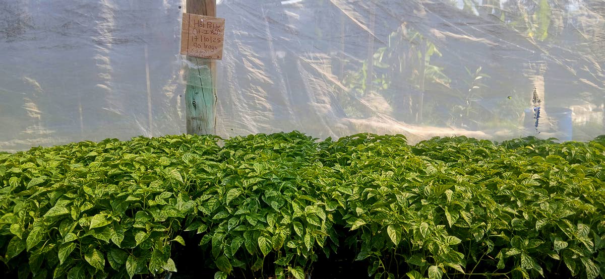 Hot pepper seedlings in Oral Lewis' Lewiscotch's nursery in St Mary.