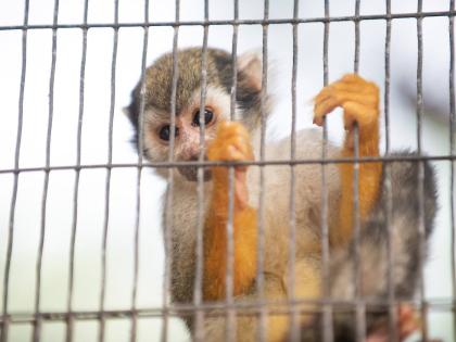
A curious squirrel monkey peeps from his enclosure at the Hope Zoo. While the Hope Zoo would have followed all required procedures to bring its animals into the country, authorities are concerned about possibly thousands of other animals that are brought 