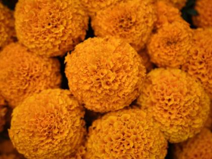 Cempasúchil in full bloom in the Xochimilco borough of Mexico City.