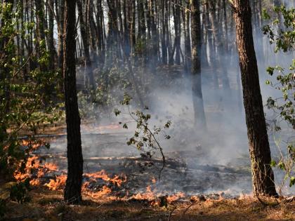 A fire burns in a forest near Claouey, during wildfires in southwestern France on Wednesday. – AP photo
