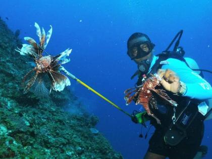 Spearfishing lionfish in the Caribbean. 