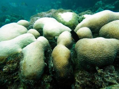 Coral bleaching in the Dominican Republic. 