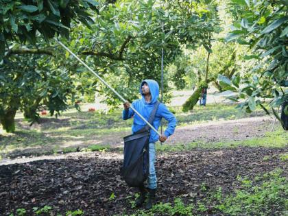 A farmhand harvests avocados at an orchard in Santa Ana Zirosto, Michoacan sate, Mexico.