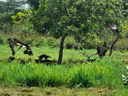 Crows feasting on the remains of cattle left by thieves after slaughtering the animals in the bushes.