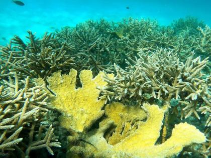 Elkhorn and staghorn corals once dominated Caribbean reefs. 