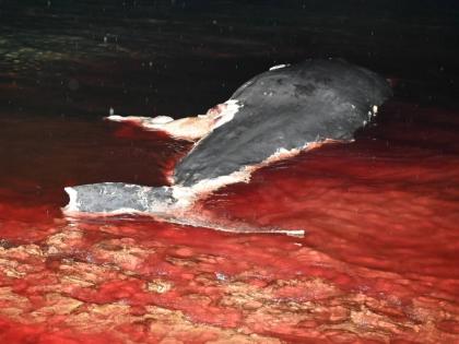 A dead whale washed ashore at Salt Marsh in Trelawny on Friday. – Ashley Anguin photo