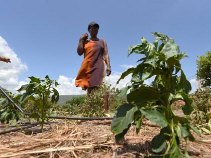 Angella Jones, farmer in Flagaman district, St Elizabeth, looks at crops that have been blighted in the field by an ongoing drought and extreme heat.