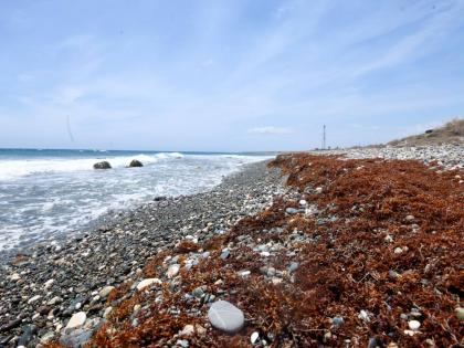 Sargassum piling up on the South Haven beach in St Thomas.