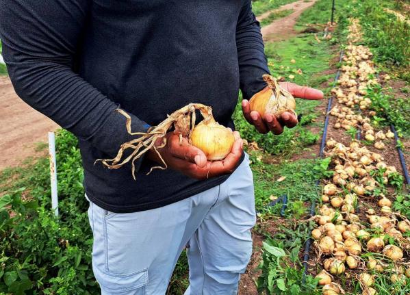Global warming and climate change are radically altering the dynamics of agriculture.