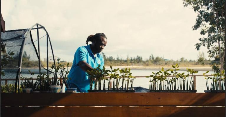 A volunteer measures the growth of mangrove plants in a nursery in The Bahamas.