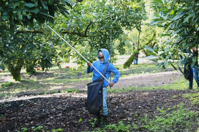 A farmhand harvests avocados at an orchard in Santa Ana Zirosto, Michoacan sate, Mexico.