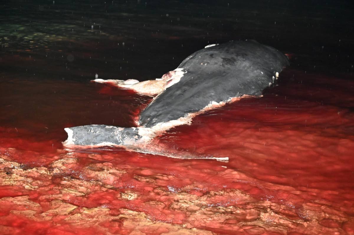 A dead whale washed ashore at Salt Marsh in Trelawny on Friday. – Ashley Anguin photo