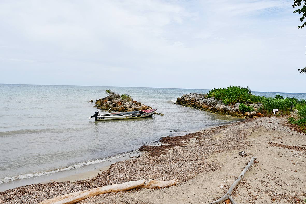 Seaweed accumulated along a section of Roxborough Beach in St Ann’s Bay, though the area remained largely free of garbage.