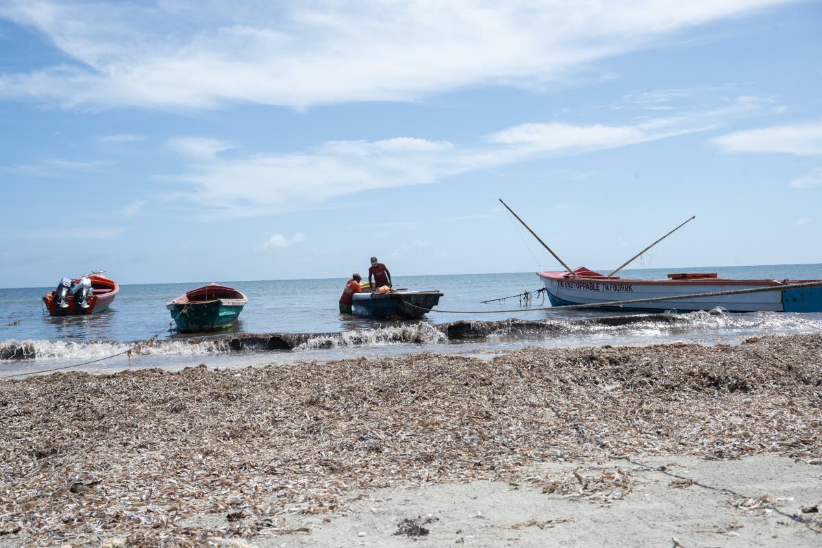 Above: Fisherman back from the sea unload their vessel at Rocky Point Fishing Beach in St Thomas.