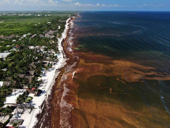A record 27 million metric tons of sargassum has been detected across the Atlantic, Caribbean and Gulf of Mexico this July, according to the University of South Florida's Optical Oceanography Lab. The massive seaweed blooms are blanketing beaches and coast